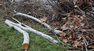 Yard Debris Removal example 4